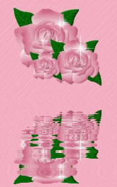 Reflet d'1 rose