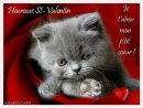 chaton de la saint-valentin