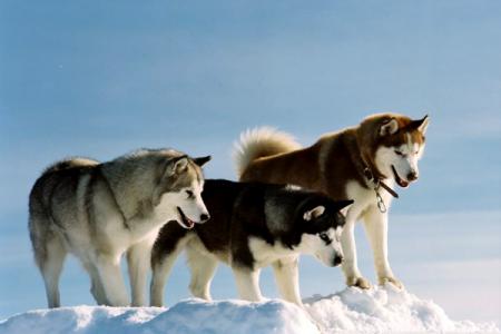 Lé Husky