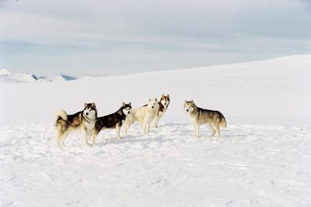 5 chien